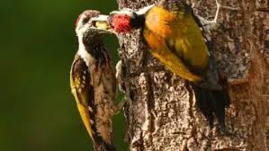 Attēlu rezultāti vaicājumam “Picoides tridactylus adult”