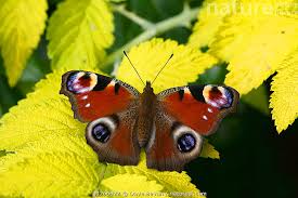 Attēlu rezultāti vaicājumam “Inachis io”