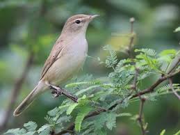 Image result for Hippolais caligata