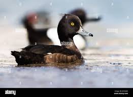 Attēlu rezultāti vaicājumam “Aythya fuligula female”