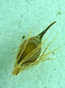 Attēlu rezultāti vaicājumam “Rhynchospora alba fruit”