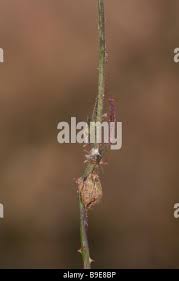 Attēlu rezultāti vaicājumam “Diastrophus rubi”