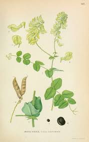 Attēlu rezultāti vaicājumam “Vicia pisiformis”