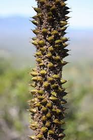 Attēlu rezultāti vaicājumam “Xanthorrhoeaceae”