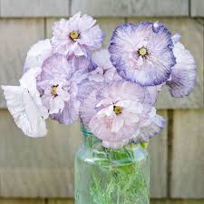 Image result for Papaver rhoeas 'Shirley'