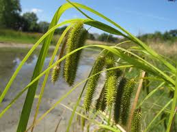 Attēlu rezultāti vaicājumam “Carex pseudocyperus fruit”