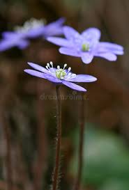 Attēlu rezultāti vaicājumam “Hepatica nobilis bud”