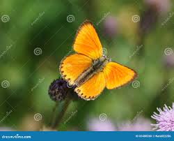 Attēlu rezultāti vaicājumam “Lycaena virgaureae underside”