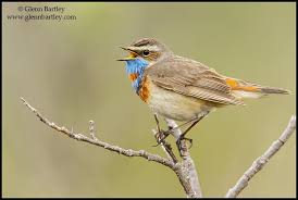 Attēlu rezultāti vaicājumam “Luscinia svecica”
