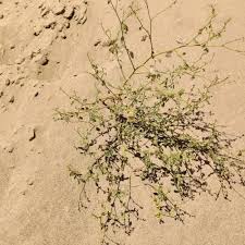 Attēlu rezultāti vaicājumam “Trilophozia quinquedentata”