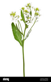 Attēlu rezultāti vaicājumam “Armoracia rusticana”