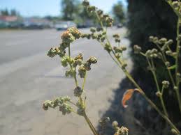 Attēlu rezultāti vaicājumam “Chenopodium polyspermum leaf”