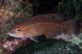 Image result for Tautogolabrus adspersus