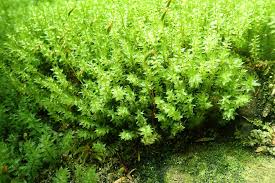 Attēlu rezultāti vaicājumam “Pogonatum dentatum”