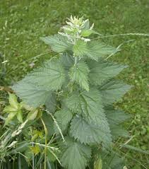 Attēlu rezultāti vaicājumam “Urtica dioica”