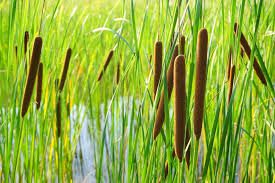 Attēlu rezultāti vaicājumam “Typha latifolia leaf”