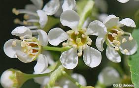 Attēlu rezultāti vaicājumam “Prunus serotina flower”