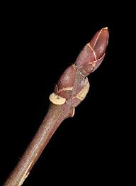 Attēlu rezultāti vaicājumam “Euonymus europaeus bud”