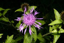 Attēlu rezultāti vaicājumam “Centaurea phrygia”