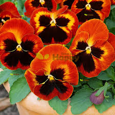 Image result for Viola wittrockiana