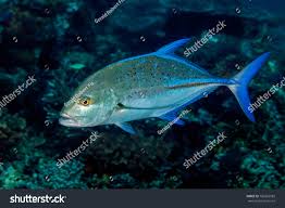 Image result for Caranx melampygus