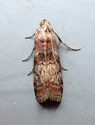 Attēlu rezultāti vaicājumam “Phycita roborella”