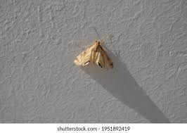 Attēlu rezultāti vaicājumam “Cataclysta lemnata”