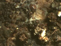 Attēlu rezultāti vaicājumam “Liceaceae”