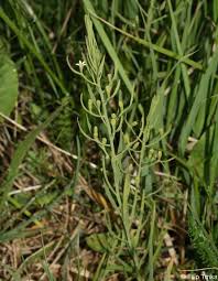 Attēlu rezultāti vaicājumam “Thesium ebracteatum”