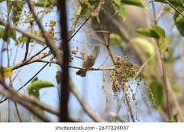 Attēlu rezultāti vaicājumam “Phylloscopus trochiloides adult”