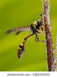 Attēlu rezultāti vaicājumam “Eumenidae”