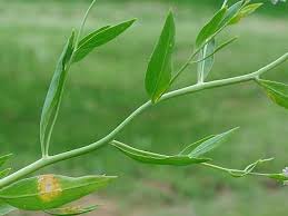 Attēlu rezultāti vaicājumam “Eriophorum latifolium leaf”