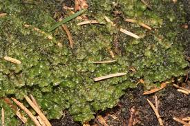 Attēlu rezultāti vaicājumam “Scapania nemorea”