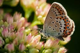 Attēlu rezultāti vaicājumam “Plebejus idas female”
