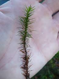 Attēlu rezultāti vaicājumam “Polytrichastrum formosum”