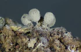 Attēlu rezultāti vaicājumam “Trichia erecta spores”