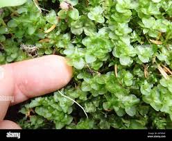 Attēlu rezultāti vaicājumam “Rhizomnium punctatum sporophyte”