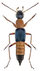 Attēlu rezultāti vaicājumam “Staphylinidae”