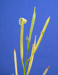 Attēlu rezultāti vaicājumam “Cardamine impatiens fruit”