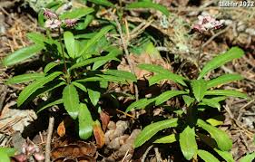Attēlu rezultāti vaicājumam “Chimaphila umbellata”
