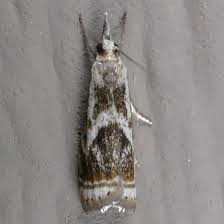 Attēlu rezultāti vaicājumam “Comatricha elegans var. microspora”