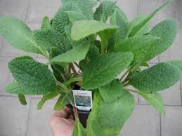 Image result for Borretsch