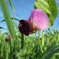 Attēlu rezultāti vaicājumam “Pisum sativum flower”