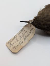 Attēlu rezultāti vaicājumam “Anthus petrosus adult”