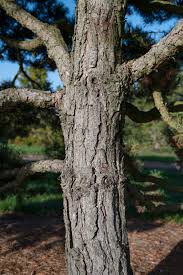Attēlu rezultāti vaicājumam “Pinus sylvestris var. borussica”