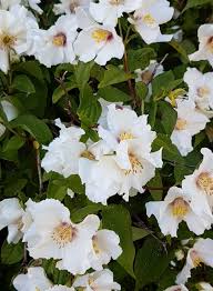 Attēlu rezultāti vaicājumam “Philadelphus lemoinei”