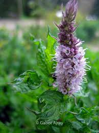 Attēlu rezultāti vaicājumam “Mentha spicata flower”