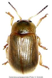 Attēlu rezultāti vaicājumam “Gonioctena”