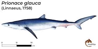 Image result for Prionace glauca