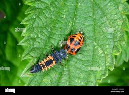 Attēlu rezultāti vaicājumam “Aleurochiton aceris nymph”